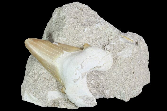 Otodus Shark Tooth Fossil In Rock - Eocene #86992